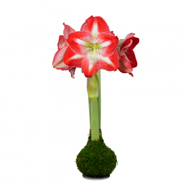MASSIVE Moss Minerva Waxed Amaryllis Bulb size 40cm PLUS!!